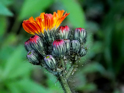 Hawkweed, Composites thumbnail