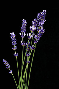 selective focus photo of purple French lavender flowers thumbnail