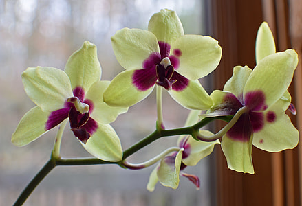 Hybrid Phalaenopsis, Phalaenopsis thumbnail