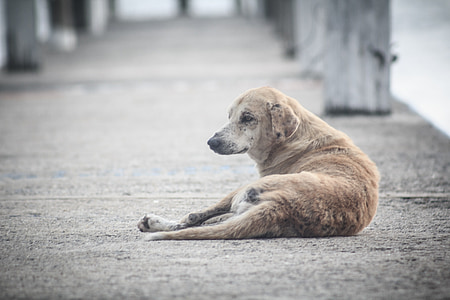 short-coated brown dog lying on gray concrete floor thumbnail