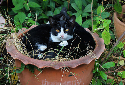 black and white cat on plant pot thumbnail