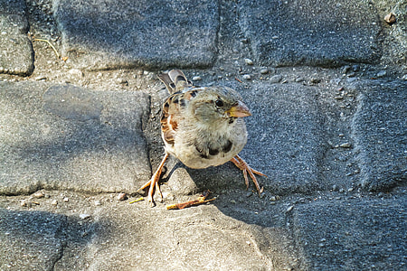 gray sparrow on concrete surface thumbnail