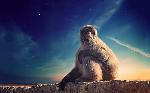 gray monkey sitting while looking on her left side under blue and white sky thumbnail