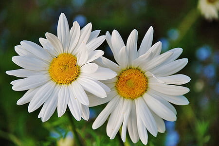 daisy flowers thumbnail