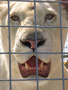 white tiger thumbnail