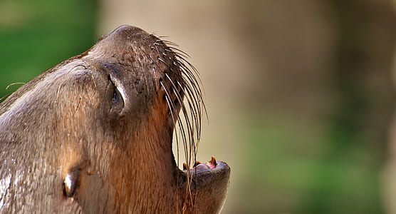 closeup photo of brown animal's head thumbnail