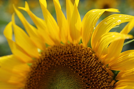 closeup photo of sunflower thumbnail