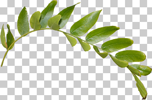 Leaf , Leaves Hd, green leaf PNG clipart