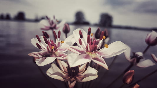 White Orchid thumbnail
