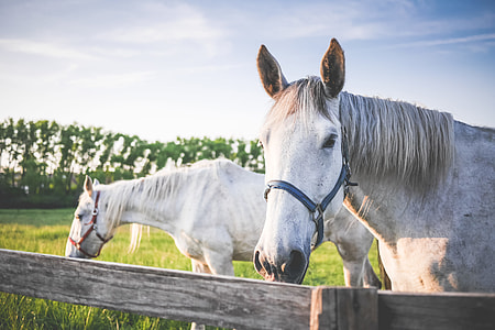 Two White Horses on Grand Pasture thumbnail