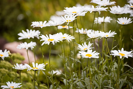 close-up of white flowers in blooms thumbnail