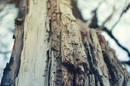 Closeup Photography of Bare Tree thumbnail