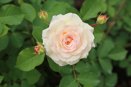 white rose in bloom thumbnail