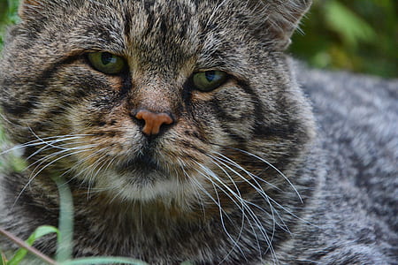 focus photo of adult gray and black tabby cat thumbnail
