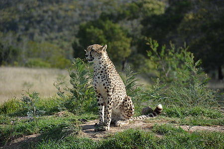 Cheetah sitting on ground thumbnail