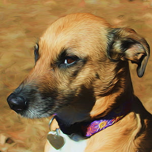 short-coated tan and white dog thumbnail