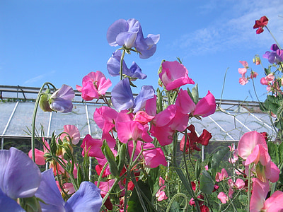 blue and pink flowers thumbnail