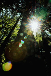tree and sunlight thumbnail