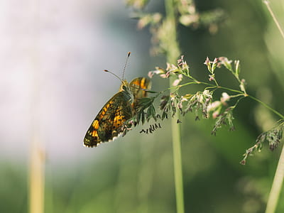 selective focus photography of brown butterfly perched on white flower thumbnail