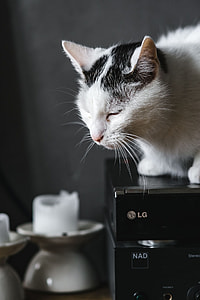 Cat Portrait thumbnail