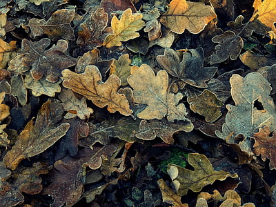 brown and green leaves thumbnail