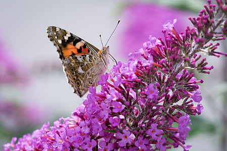 painted lady butterfly perched on purple flower selective focus photography thumbnail