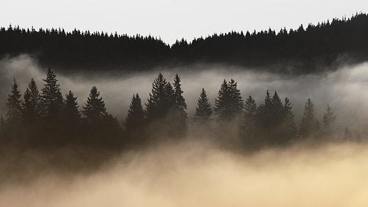green leafed trees and fog during daytime thumbnail