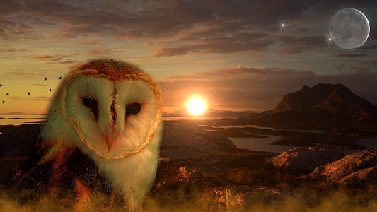 edited photo of white and brown owl thumbnail