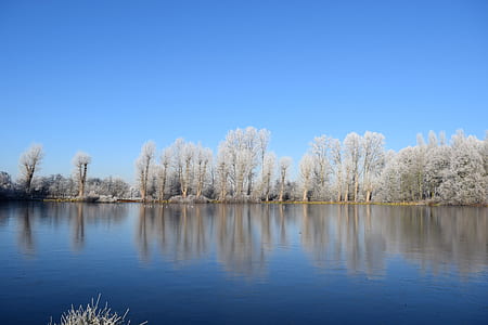 white leaf trees near body of water at daytime thumbnail