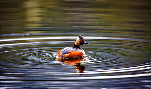 duck swimming on body of water thumbnail