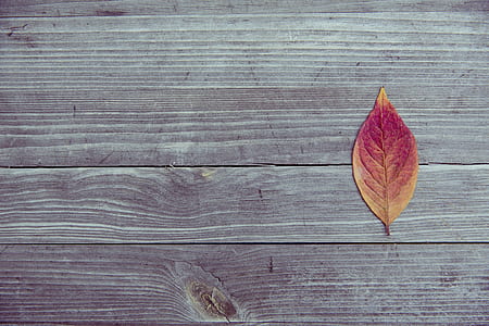 photo of brown leaf top of table thumbnail