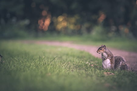 shallow focus photography of squirrel standing on green grass thumbnail