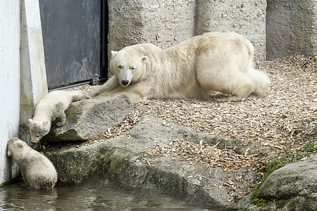 polar bear thumbnail