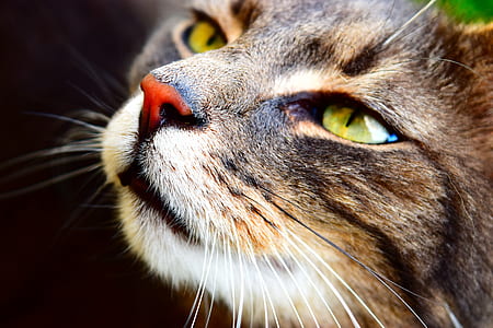 short-fur gray cat thumbnail