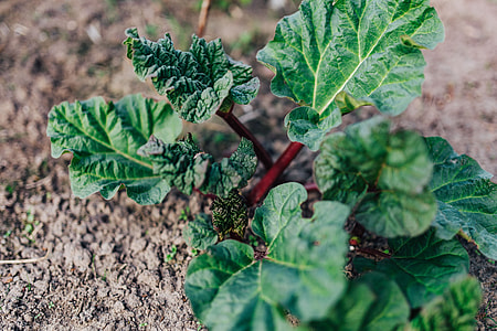 Green garden plants thumbnail