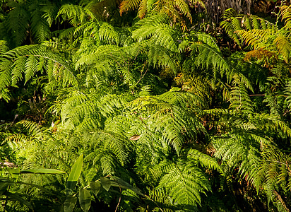 green leafed trees thumbnail