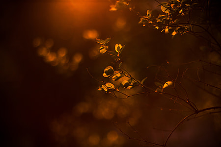 macro shot of orange leaves thumbnail
