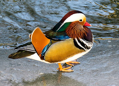 brown, white, yellow, and orange bird on top of gray surface thumbnail
