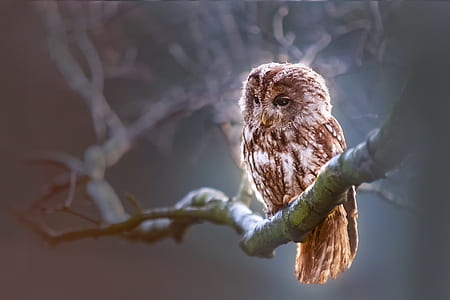 brown owl on tree bark thumbnail