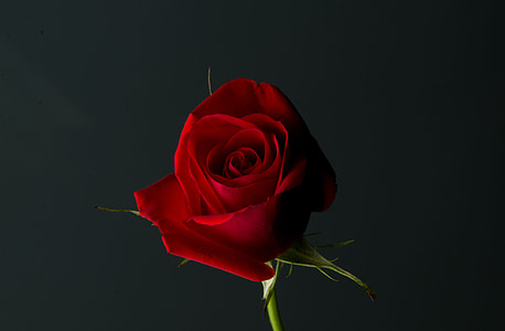 red rose flower thumbnail