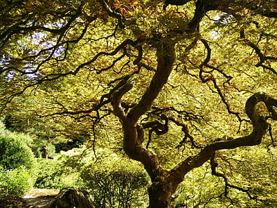 green leafed tree thumbnail