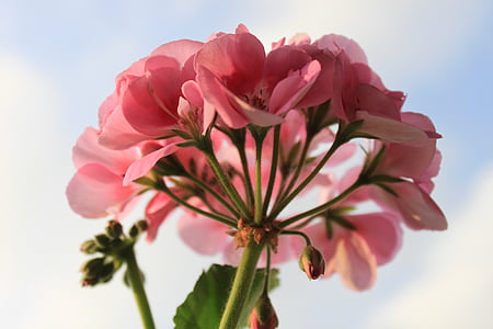 low angle photo of pink geranium flowers thumbnail