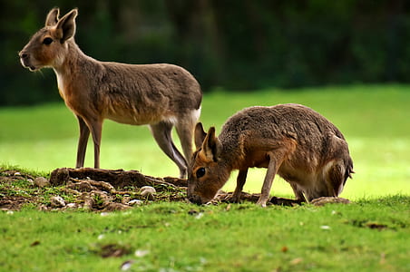 two brown deer on green grass field at daytime thumbnail