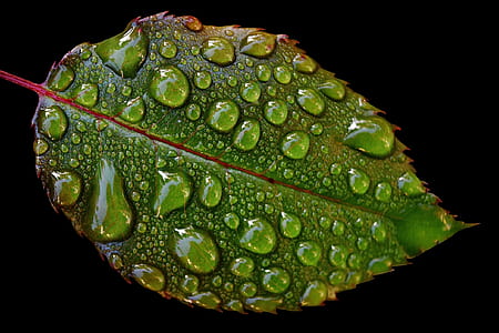 dew drops on green leaf thumbnail