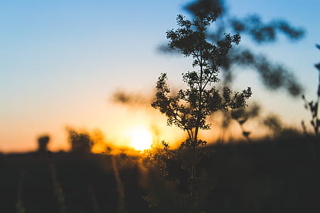 Photo of Trees during Golden Sunset thumbnail