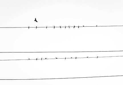 flocks of black birds perch on black electric wire thumbnail