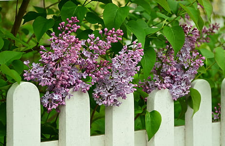 purple lilacs on top of white fence at daytime thumbnail