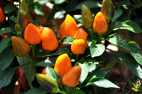 Capsicum Annuum, Farmers Local Market thumbnail
