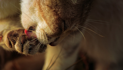 cat licking feet thumbnail
