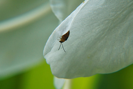 Macrophotography, Microphotographing thumbnail